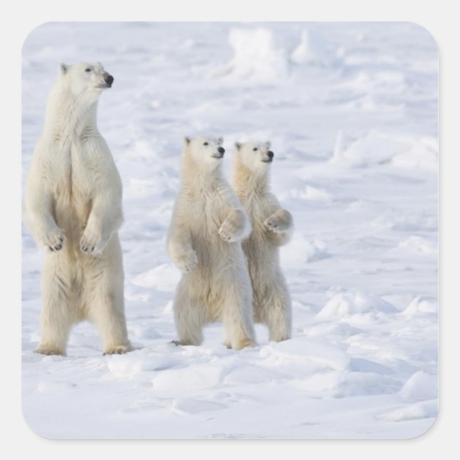 Pegatina Cuadrada América del Norte, Canadá, Manitoba, Churchill. 5 (Anverso)
