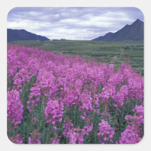Pegatina Cuadrada América del Norte, Canadá, Yukón. Epilobio florece