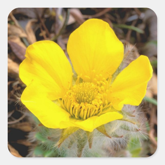Pegatina Cuadrada América del Norte, Estados Unidos, Alaska, Denali  (Anverso)