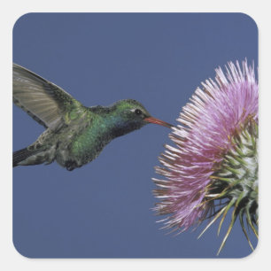 Pegatina Cuadrada América del Norte, Estados Unidos, Arizona. De fac