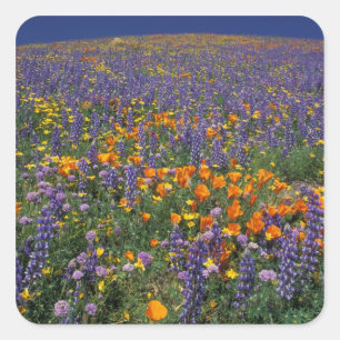 Pegatina Cuadrada América del Norte, Estados Unidos, California, Los