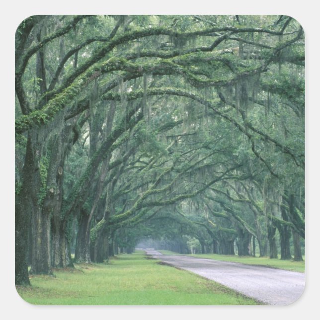 Pegatina Cuadrada América del Norte, Estados Unidos, Georgia, Savann (Anverso)