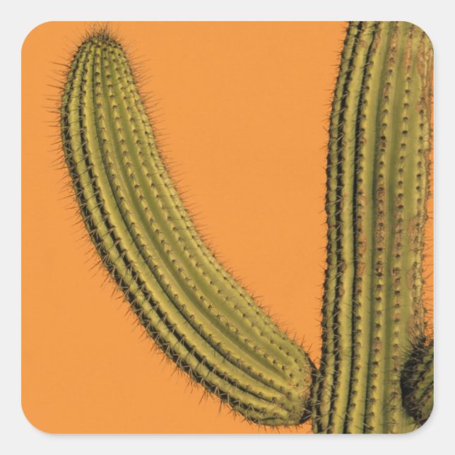 Pegatina Cuadrada América del Norte, México, Baja California, Cabo (Anverso)