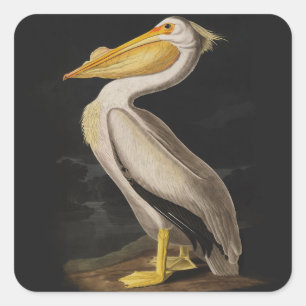 Pegatina Cuadrada América del pájaro pelícano blanco audubon