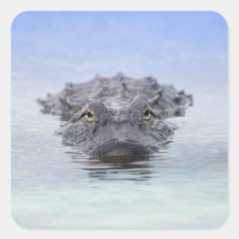 Pegatina Cuadrada American Alligator – Lake Apopka Wildlife Drive