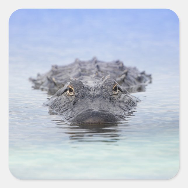 Pegatina Cuadrada American Alligator – Lake Apopka Wildlife Drive (Anverso)