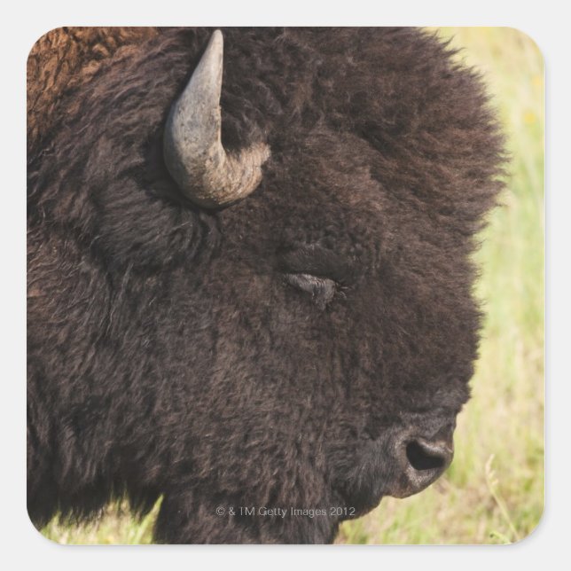 Pegatina Cuadrada American Bison, Dakota del Sur (Anverso)