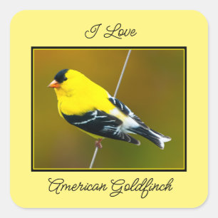 Pegatina Cuadrada American Goldfinch - Fotografía original