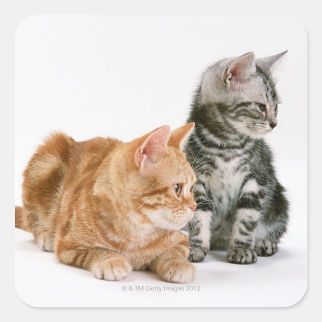 Pegatina Cuadrada American Shorthair Cat 2 (Anverso)