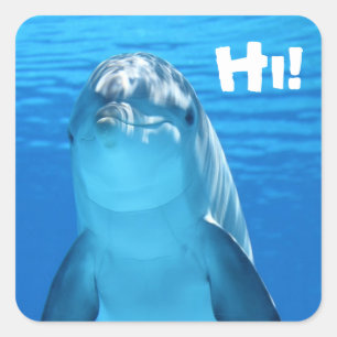 Pegatina Cuadrada Amigables Pegatinas delfines