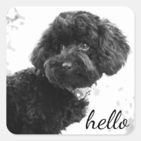 Amigo Adorable/Amigo del perro negro saludo