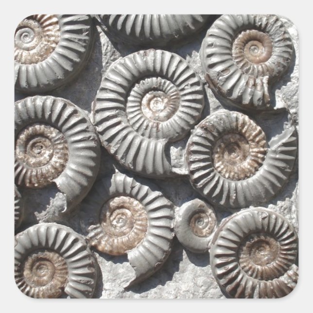 Pegatina Cuadrada Ammonites En Rock Photo (Anverso)