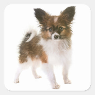 Pegatina Cuadrada Amo Papillon Puppy Dog Hola, Te Extraño