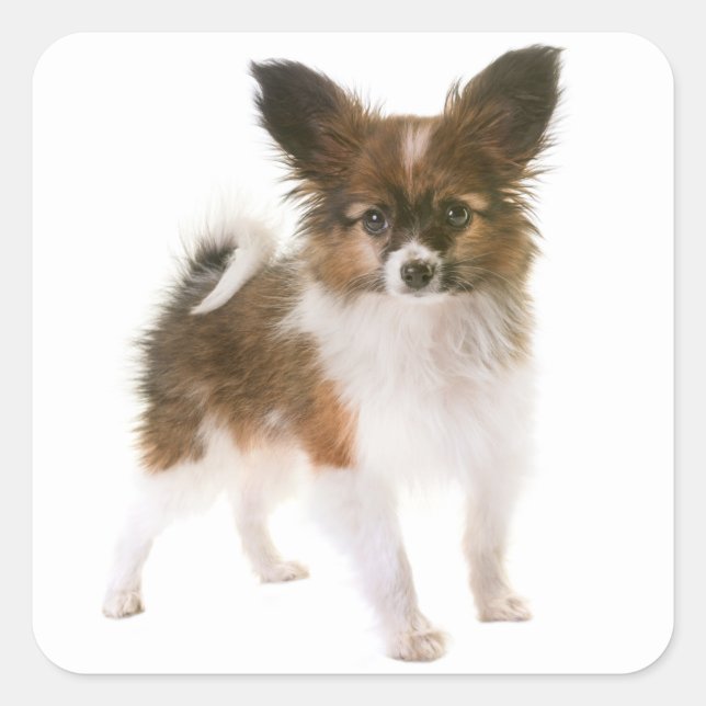 Pegatina Cuadrada Amo Papillon Puppy Dog Hola, Te Extraño (Anverso)