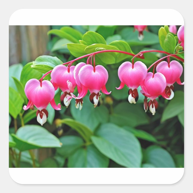 Pegatina Cuadrada Amor cardíaco (Anverso)