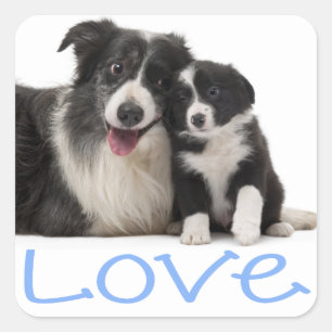 Pegatina Cuadrada Amor Perrito Cachorro Border Collie Negro Y Blanco