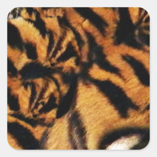 Pegatina Cuadrada Amor tigre_