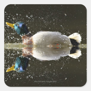 Pegatina Cuadrada (Anas platyrhyncus), sacudiendo el agua después de