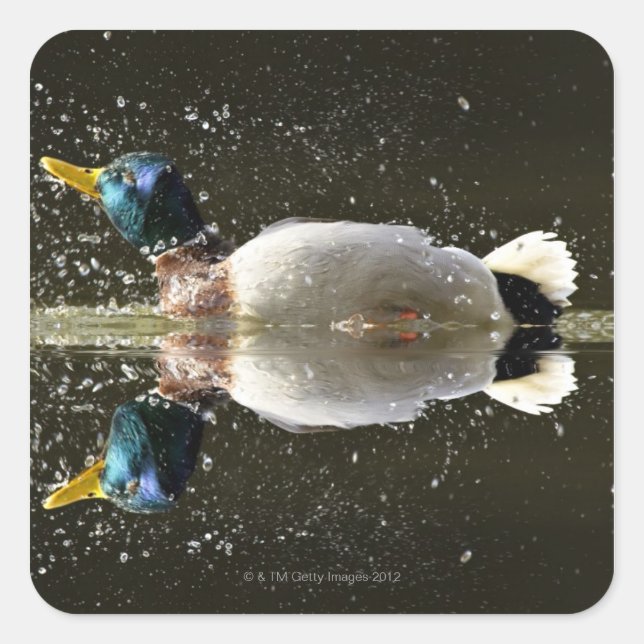 Pegatina Cuadrada (Anas platyrhyncus), sacudiendo el agua después de (Anverso)