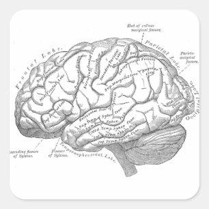 Pegatina Cuadrada Anatomía cerebral vintage