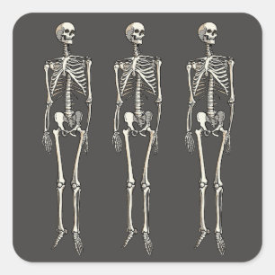 Pegatina Cuadrada Anatomía de esqueleto humano dibujo pop art cómic