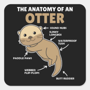 Pegatina Cuadrada Anatomía De Explicación De Otter Cute De Un Otter