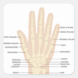 Pegatina Cuadrada Anatomía de mano humana