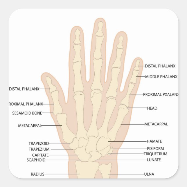 Pegatina Cuadrada Anatomía de mano humana (Anverso)