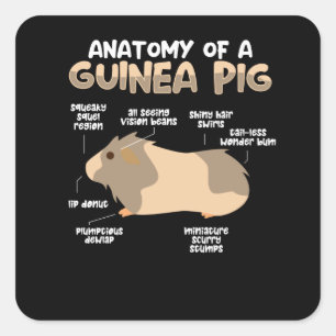 Pegatina Cuadrada Anatomía de un cerdo guineano