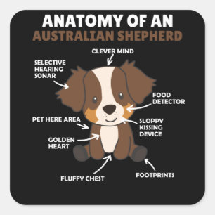 Pegatina Cuadrada Anatomía De Un Pastor Australiano Dulce Perros