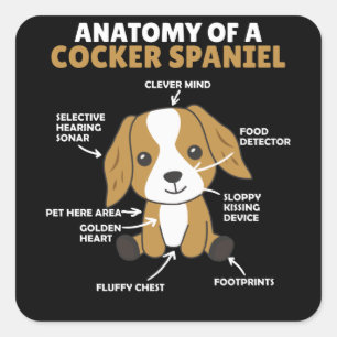 Pegatina Cuadrada Anatomía De Un Perro Cocker Spaniel Cute Puppy