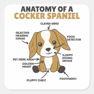 Pegatina Cuadrada Anatomía De Un Perro Cocker Spaniel Cute Puppy