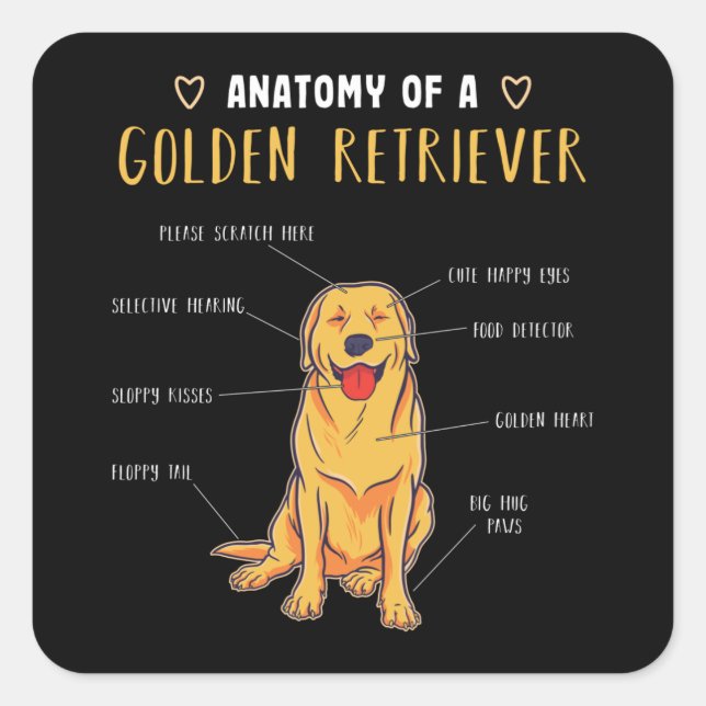 Pegatina Cuadrada Anatomía de un regalo divertido de Golden Retrieve (Anverso)