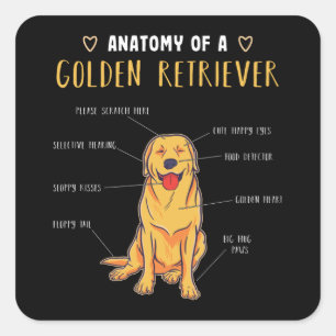 Pegatina Cuadrada Anatomía de un regalo divertido de Golden Retrieve