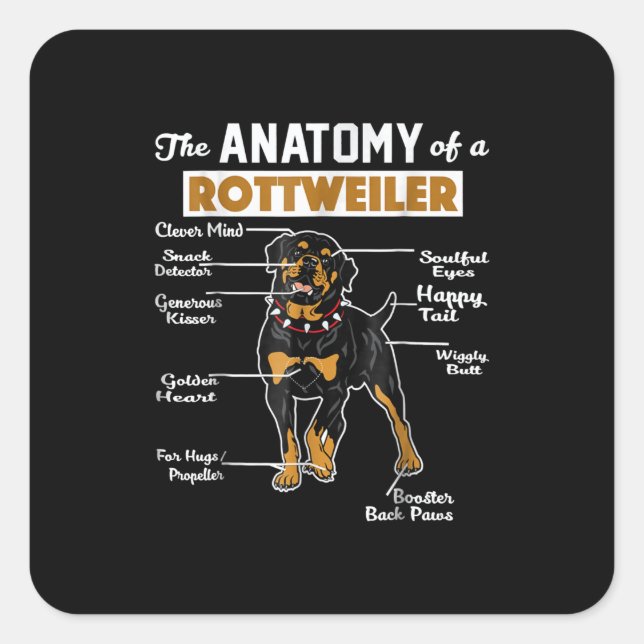 Pegatina Cuadrada Anatomía de un Rottweiler (Anverso)