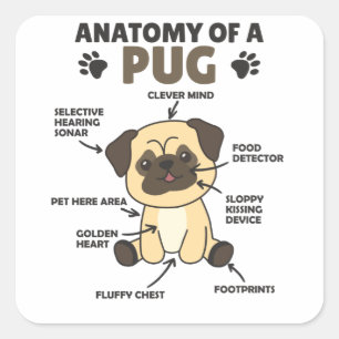 Pegatina Cuadrada Anatomía De Un Tejido Dulce Perros Graciosos