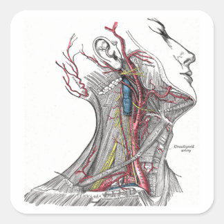 Pegatina Cuadrada Anatomía del Cuello
