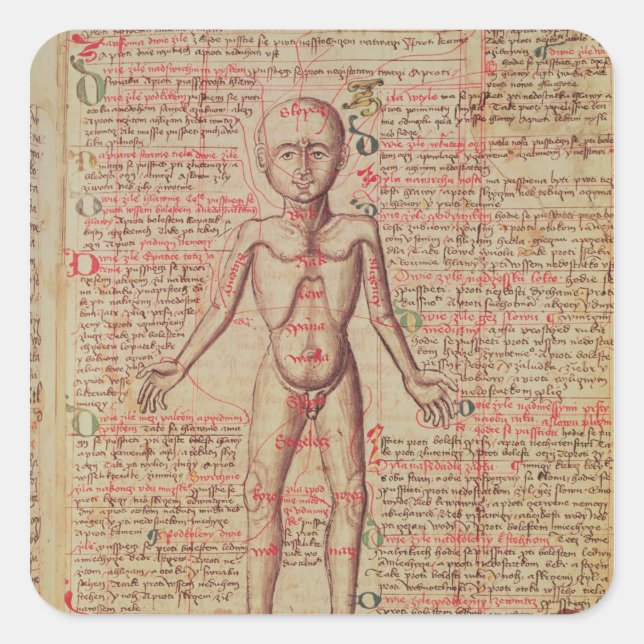 Pegatina Cuadrada Anatomía del cuerpo humano (Anverso)