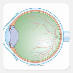 Pegatina Cuadrada Anatomía del ojo humano