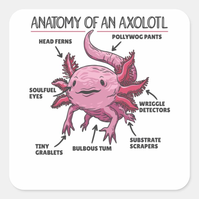 Pegatina Cuadrada Anatomía Explicativa Axolotl De Un Axolotl (Anverso)
