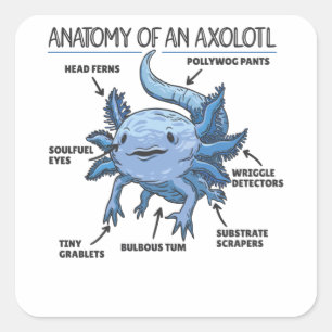 Pegatina Cuadrada Anatomía Explicativa Axolotl De Un Axolotl