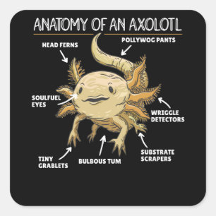 Pegatina Cuadrada Anatomía Explicativa Axolotl De Un Axolotl