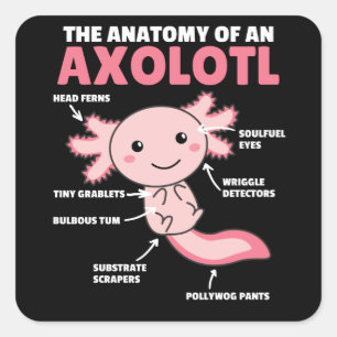 Pegatina Cuadrada Anatomía Explicativa Axolotl De Un Axolotl