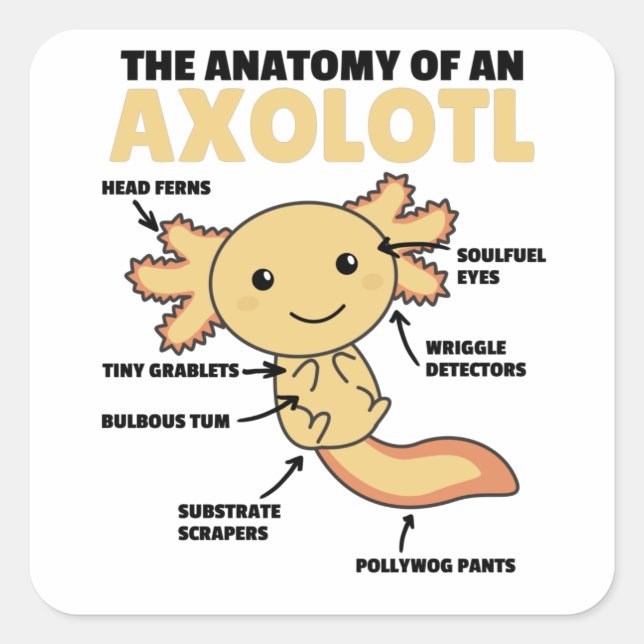 Pegatina Cuadrada Anatomía Explicativa Axolotl De Un Axolotl (Anverso)
