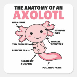 Pegatina Cuadrada Anatomía Explicativa Axolotl De Un Axolotl