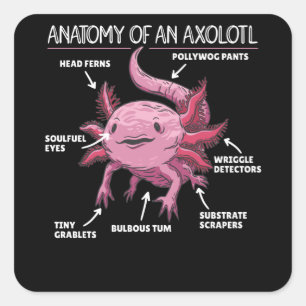 Pegatina Cuadrada Anatomía Explicativa Axolotl De Un Axolotl