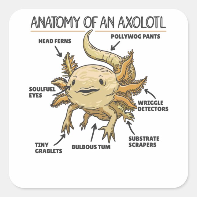 Pegatina Cuadrada Anatomía Explicativa Axolotl De Un Axolotl (Anverso)