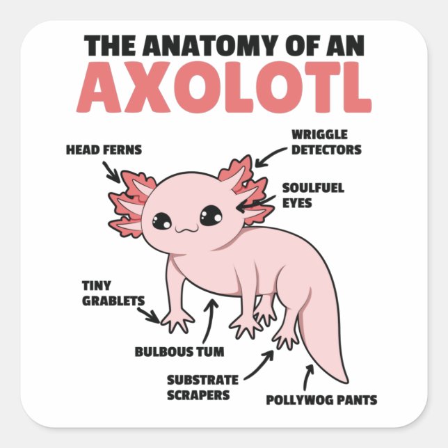 Pegatina Cuadrada Anatomía Explicativa Axolotl De Un Axolotl (Anverso)