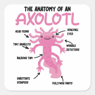 Pegatina Cuadrada Anatomía Explicativa Axolotl De Un Axolotl