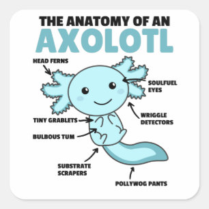 Pegatina Cuadrada Anatomía Explicativa Axolotl De Un Axolotl